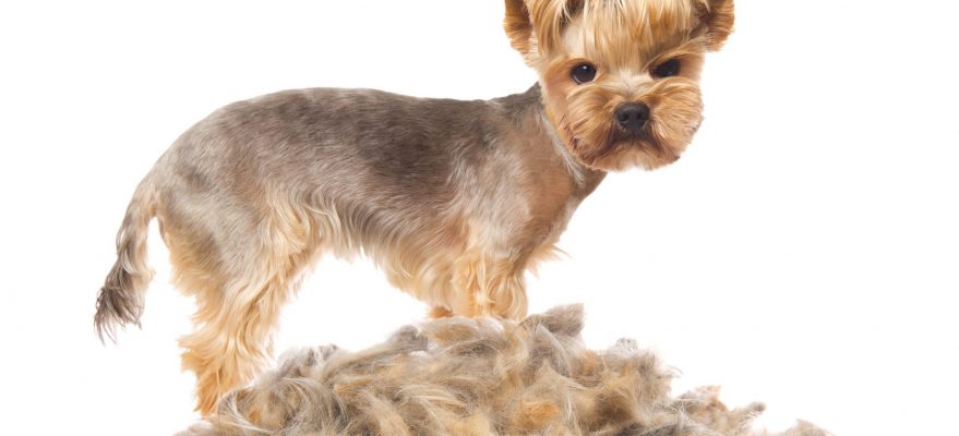 How to Get Rid of Pet Dander In Your Home